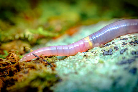 Closeup macro pink earthworm crawling through green  moss on forest floorの写真素材