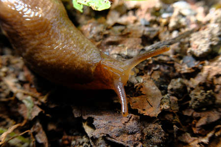 Common garden slug slithers along natural forest floor habitat