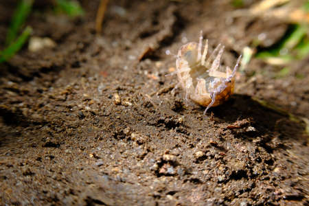 Purple Roly Poly pill bug on green rock in macro close up photoの写真素材