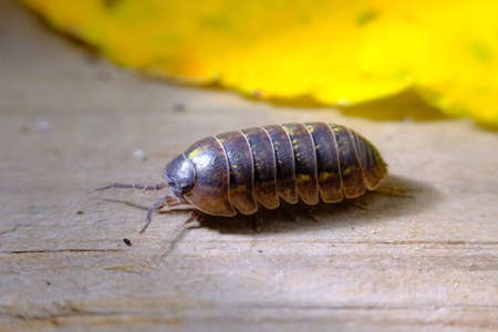 Purple Roly Poly pill bug on green rock in macro close up photo