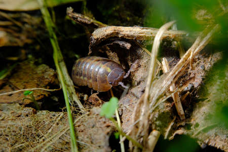 Purple Roly Poly pill bug on green rock in macro close up photo