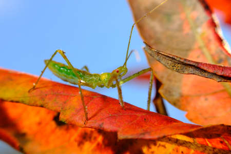Colorful green assassin bug resting on leaf in natural habitat