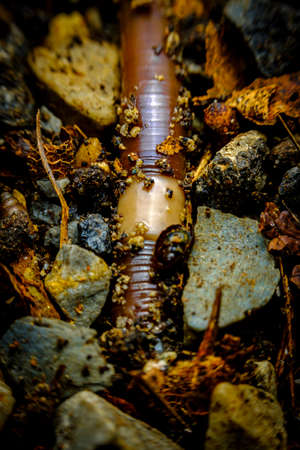 Closeup macro large earthworm slithering through dirt and gravel