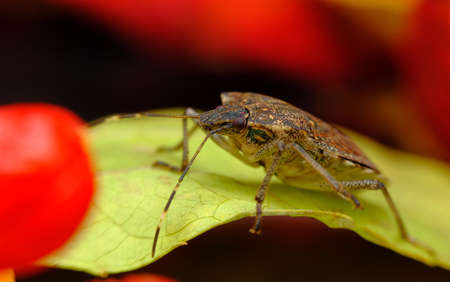Brown marmorated stink bug in macro close up photo in natural habitat