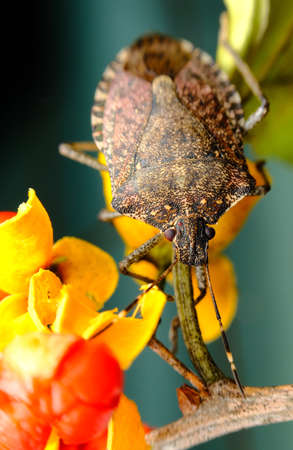 Brown marmorated stink bug in macro close up photo in natural habitat