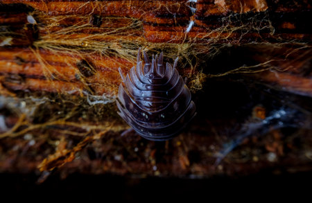 Purple Roly Poly pill bug also known as a woodlouse in natural habitat decaying wooden debris