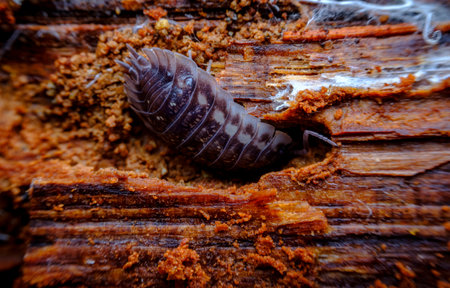 Purple Roly Poly pill bug also known as a woodlouse in natural habitat decaying wooden debris