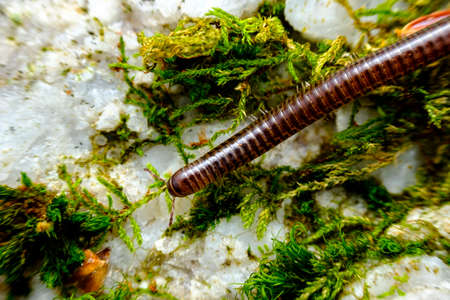 Macro closeup of orange and black millipede on mossy rock