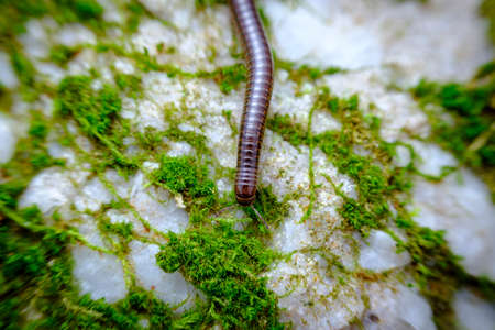 Macro closeup of orange and black millipede on mossy rockの写真素材