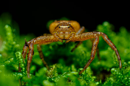 Extreme macro close up Running Crab Spider in natural habitat