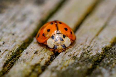 Invasive species Asian ladybeetle crawling on forest floorの写真素材