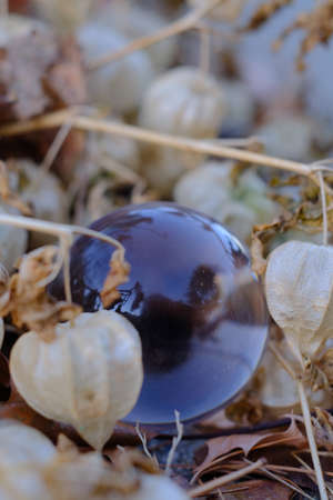Macro closeup fortune tellers magic glass crystal ball in natureの写真素材