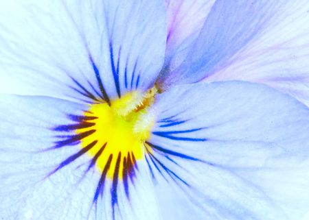 Blue flower. Close upの写真素材