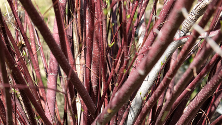 Red tree branches forming a v shapeの写真素材