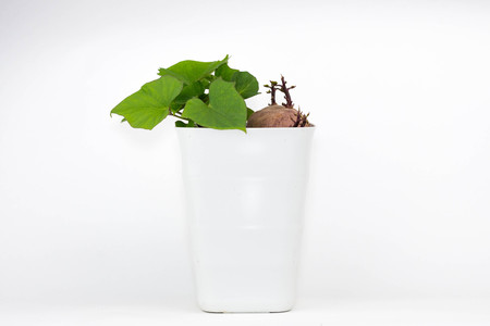 An isolated photo of sweet potato in a white plastic pot sprouts and grows green leaves.