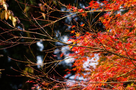 Red Japanese maple leaves in autumn.
