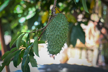 Soursop or Prickly Custard Apple on tree.の写真素材