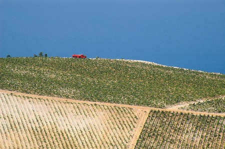 Red truck among fields of grapes at the seasideの写真素材