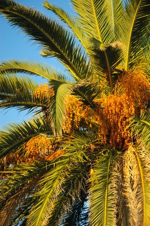 Date-treeの写真素材