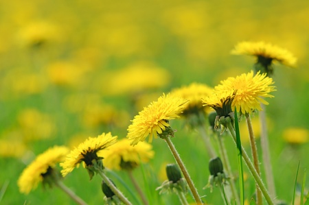 Bunch of dandelions on a meadowの写真素材