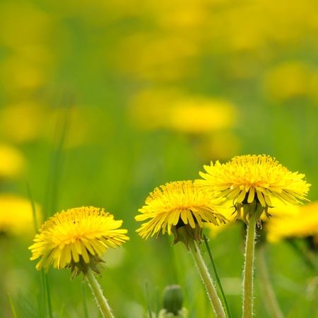 Dandelions on a meadowの写真素材