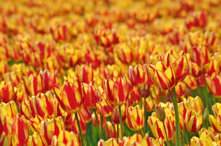 Field full of tulipsの写真素材