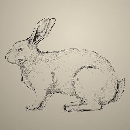 hand drawn rabbitのイラスト素材