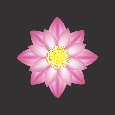 Beautiful pink lotus flowerのイラスト素材