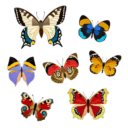 set butterflyのイラスト素材