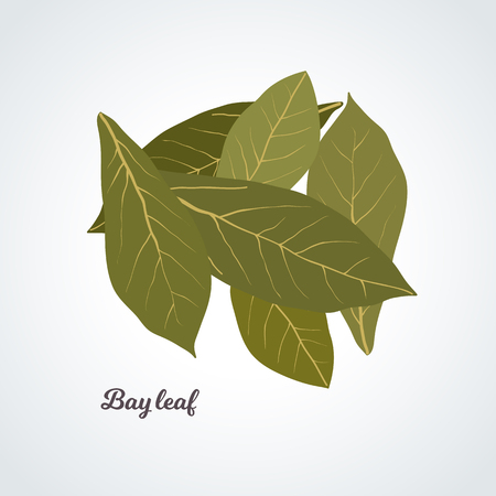 Vector - bay leavesのイラスト素材