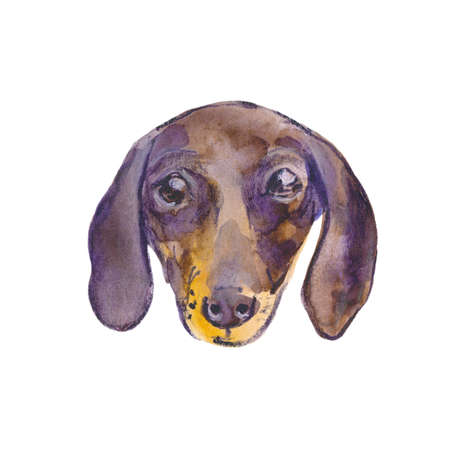 Hand painted watercolor illustration: Dachshund dog breed. Sketchの写真素材