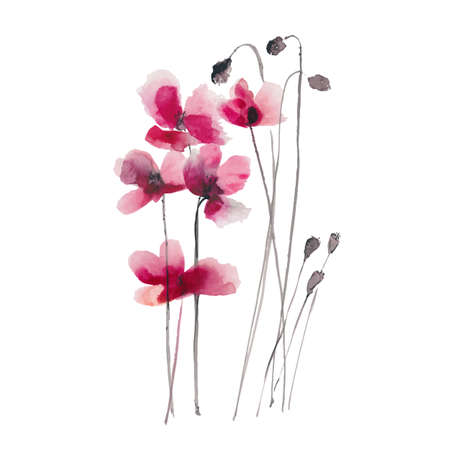 Hand drawn ink and watercolor vector illustration: red poppies flowers and buds on white backgroundのイラスト素材