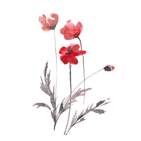 Hand drawn ink and watercolor vector illustration: red poppies flowers and buds on white backgroundのイラスト素材