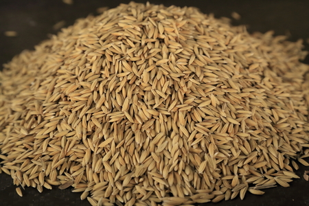 Rice - Paddyの写真素材