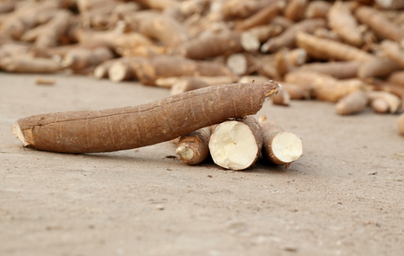 cassava root - dry cassava rootの写真素材