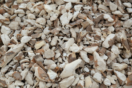 cassava root - dry cassava rootの写真素材
