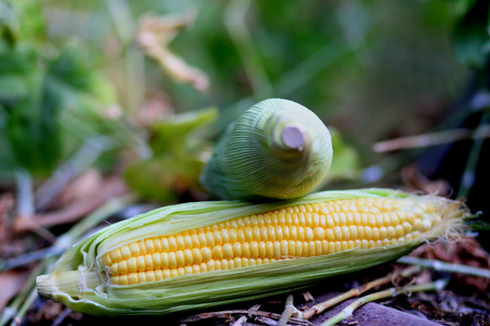 Fresh corn