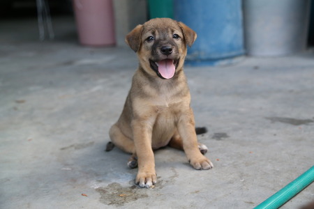 Thai puppyの写真素材