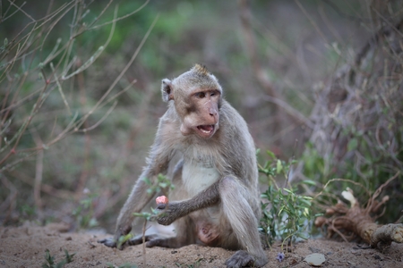 Portrait of monkey, eating foodの写真素材