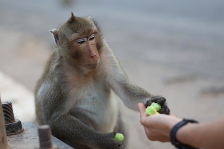 Portrait of monkey, getting foodの写真素材