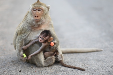 Portrait of monkey and her kidの写真素材