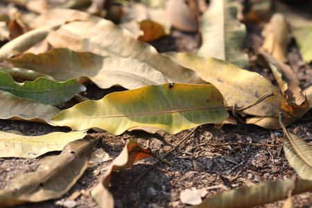 Dry leafの写真素材