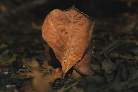 Dry leafの写真素材