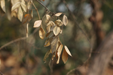 Dry leafの写真素材