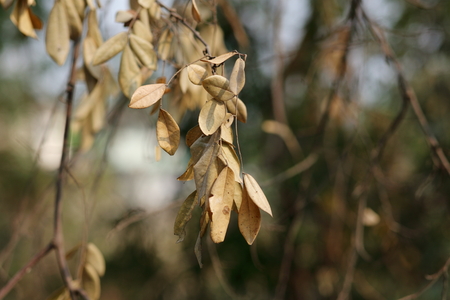 Dry leafの写真素材