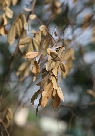 Dry leafの写真素材