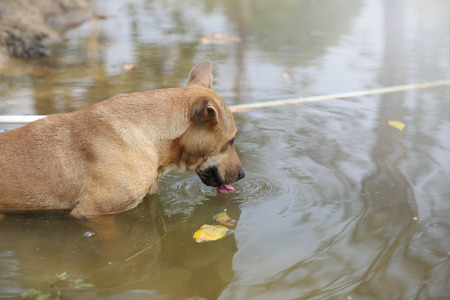 A dog playing in the riverの写真素材