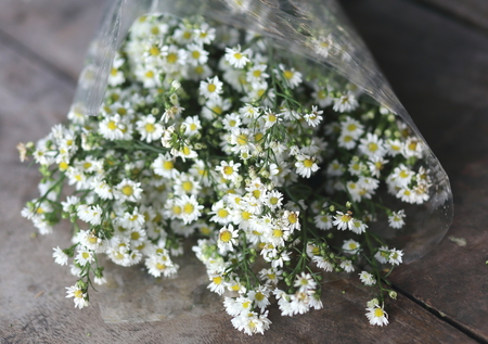 White Cutter Flowerの写真素材