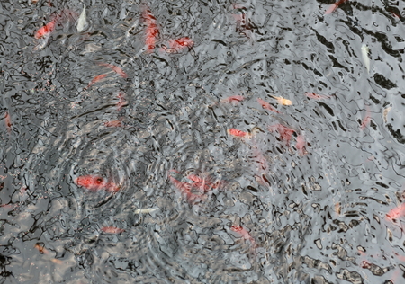 small fish swimming in waterの写真素材