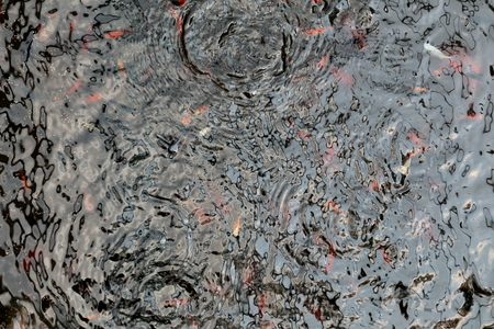 small fish swimming in waterの写真素材